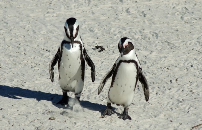 pinguïns linux