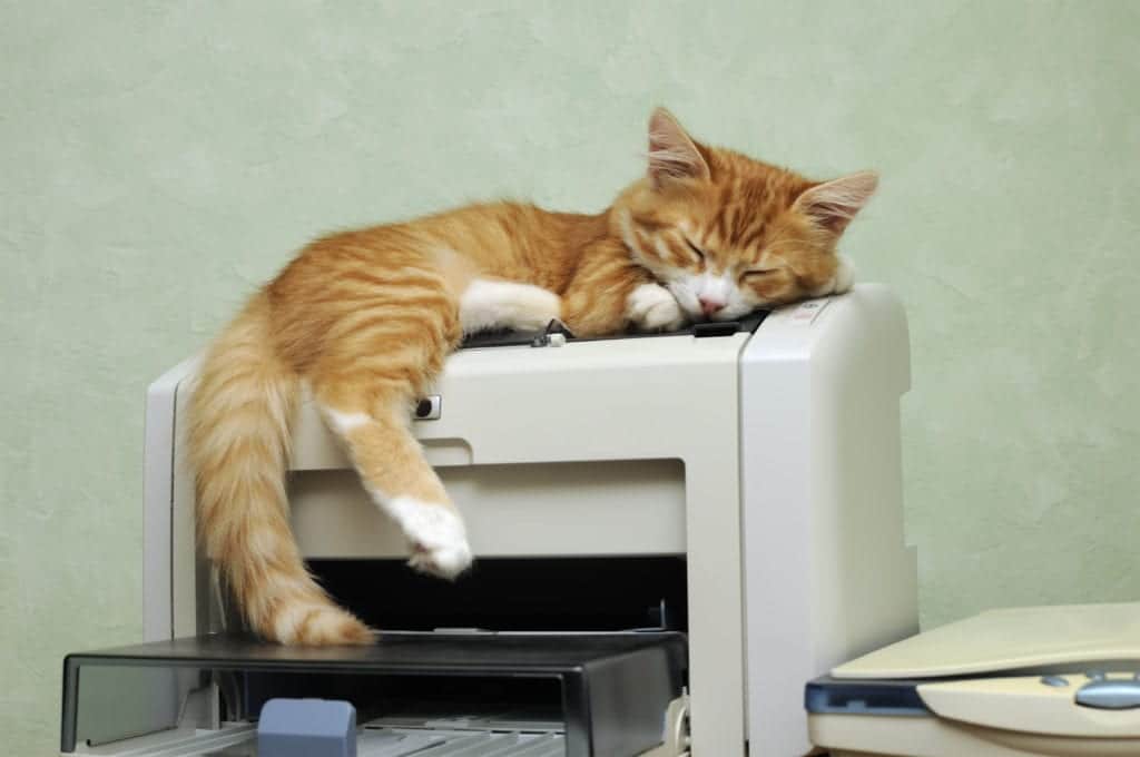 Hele schattige kat slaapt op printer