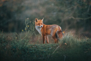 tabbladen organiseren